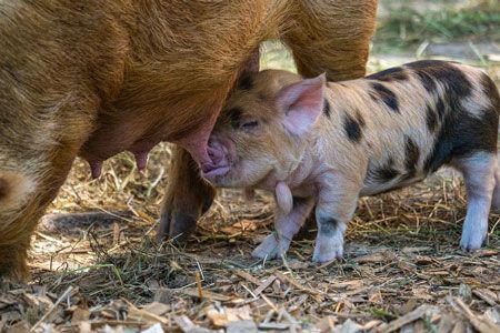 benessereanimale