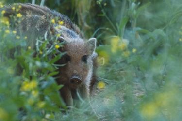 danni fauna selvatica