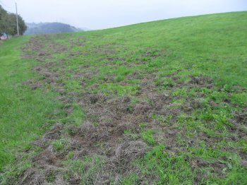 danni fauna selvatica